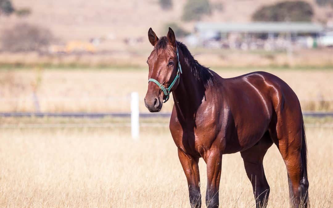 What you need to know about keeping horses in Queensland