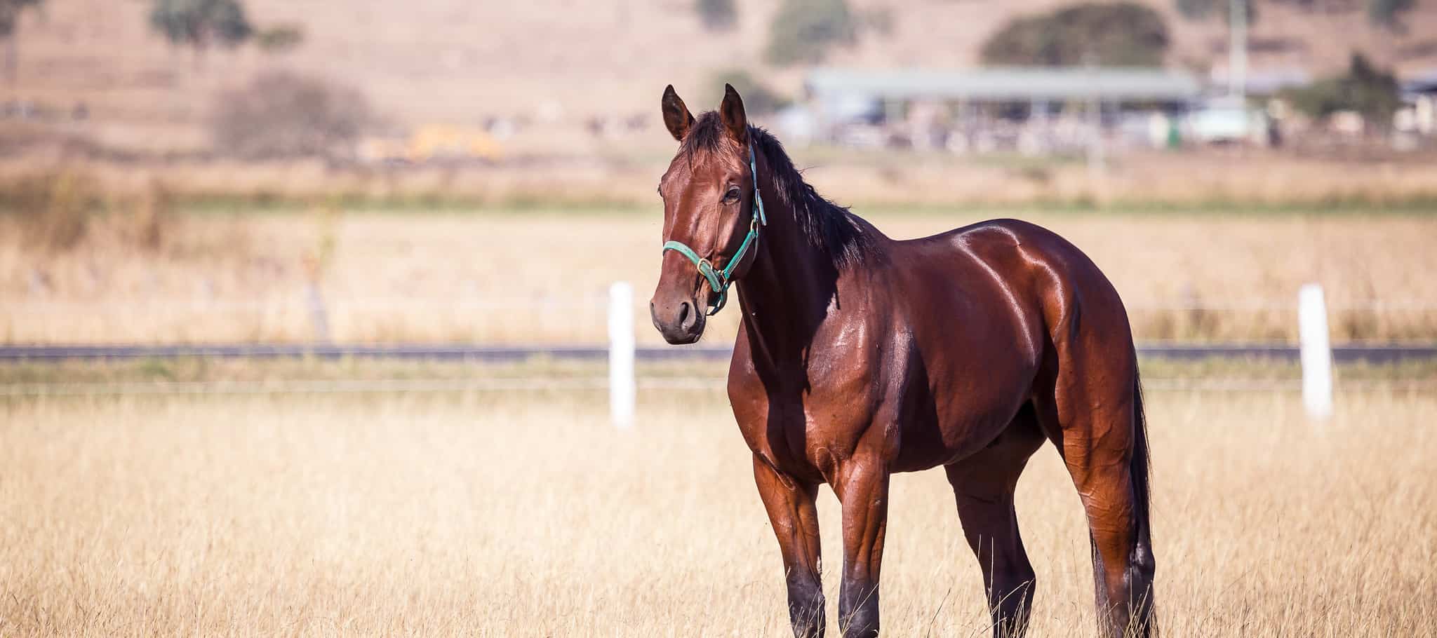 what-you-need-to-know-about-keeping-horses-in-queensland-standardbred