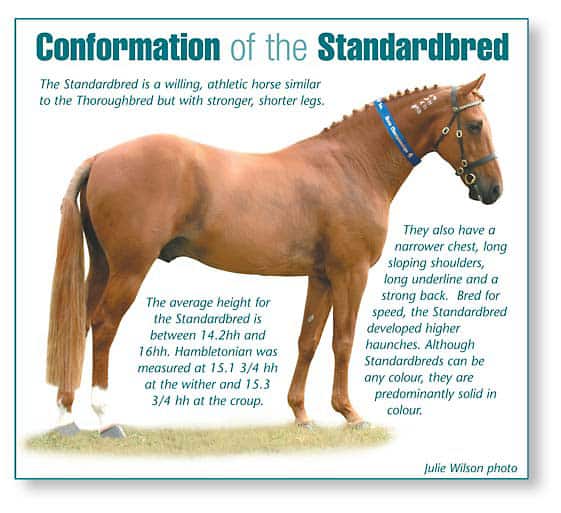 Conformation of the Standardbred