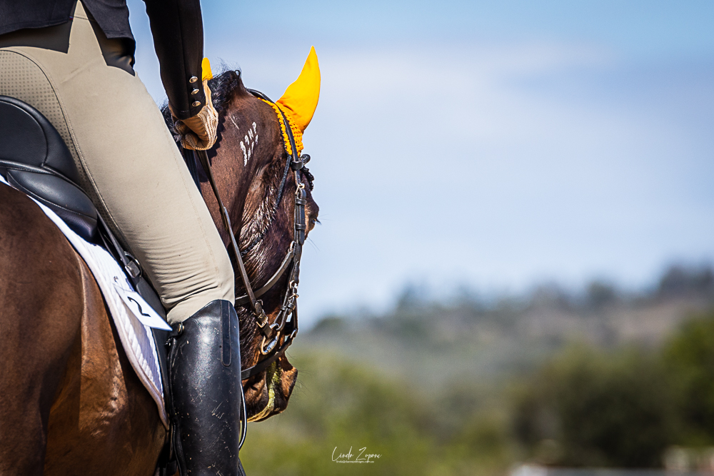 2021 SAQ State Hacking and Harness Championships - Standardbred horses lined up.