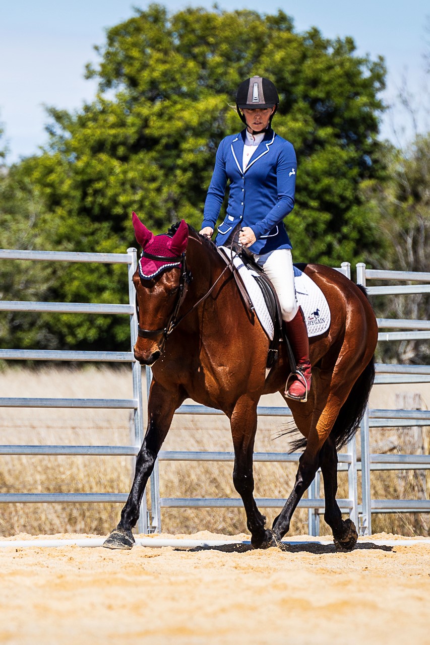 Standardbred horse in dressage competition