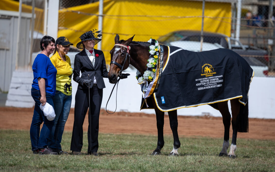 Champion led adoption horse. SAQ Horse Adoption Program